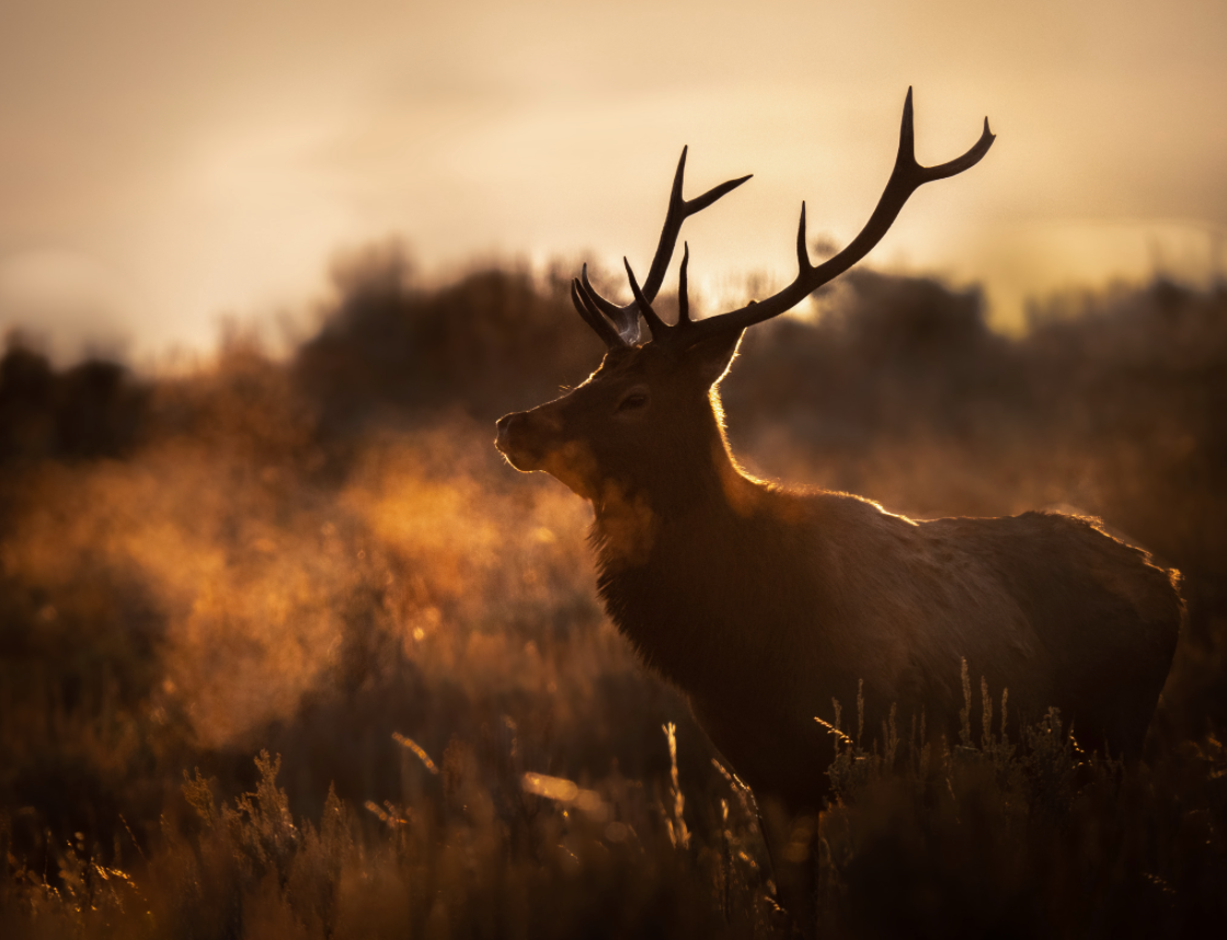 Golden Elk