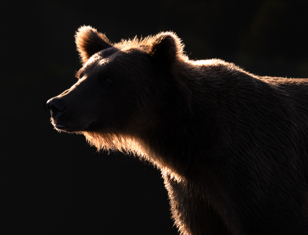 Back Lit Brown Bear