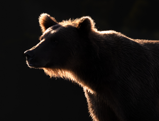 Back Lit Brown Bear