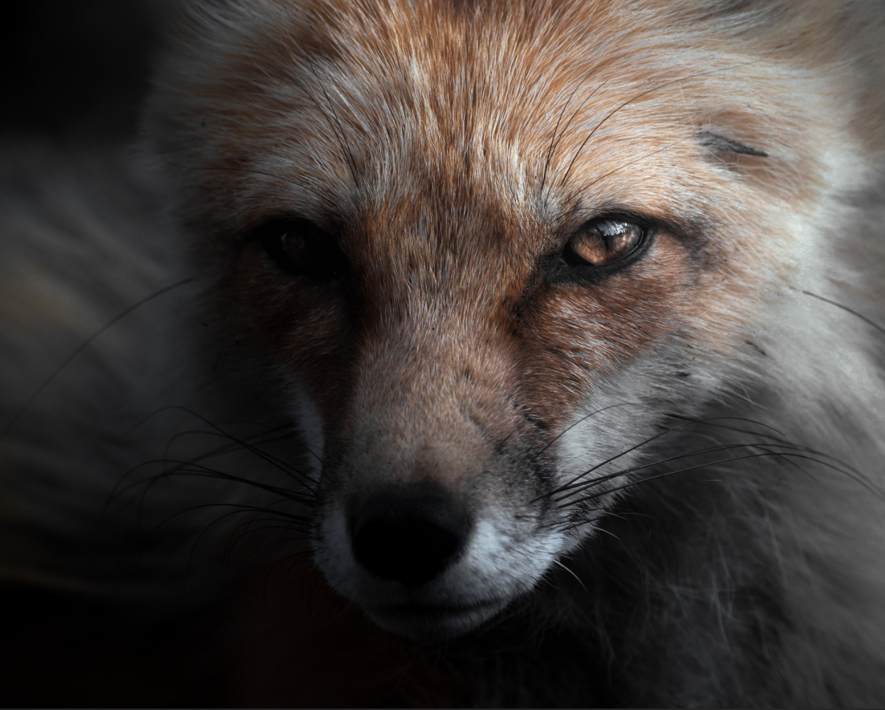 Fox Portrait 4