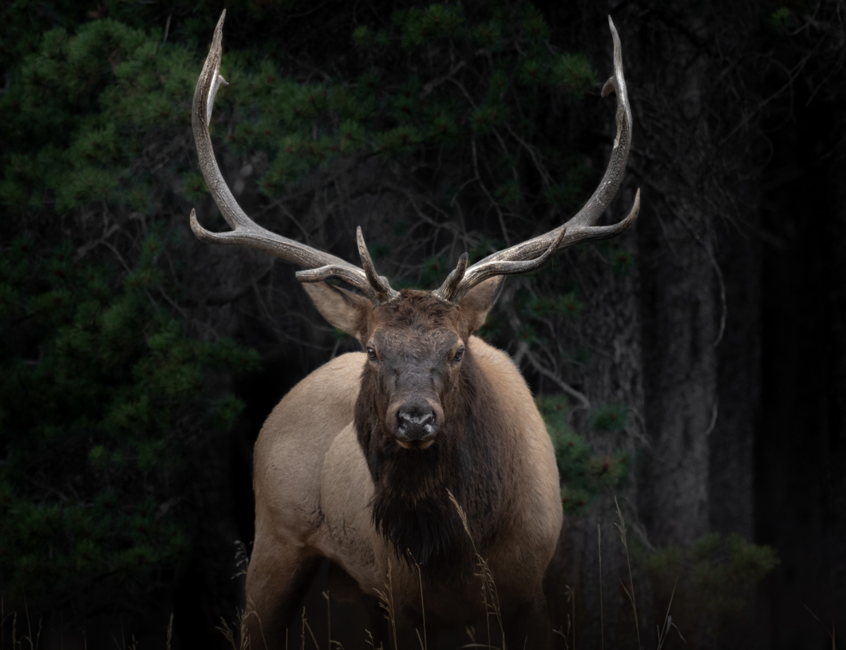 Bull Elk Eye Contact