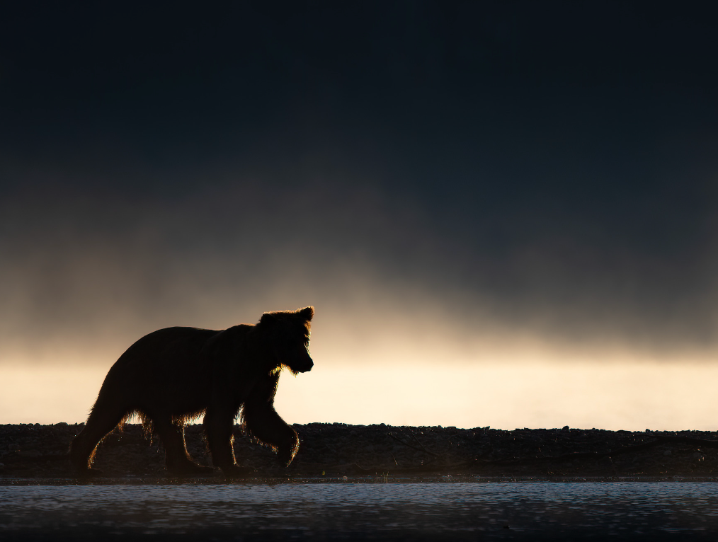 Brown Bear Silhouette