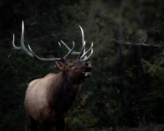 Bull Elk Bugling