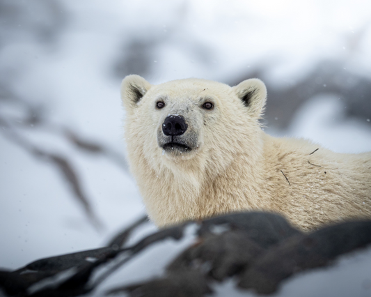 Polar Bear