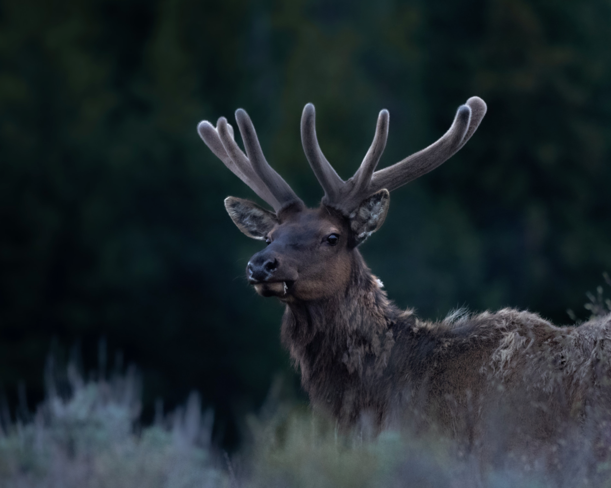 Summer Elk