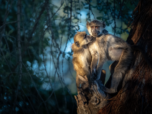 Baboons Against Blue Skies