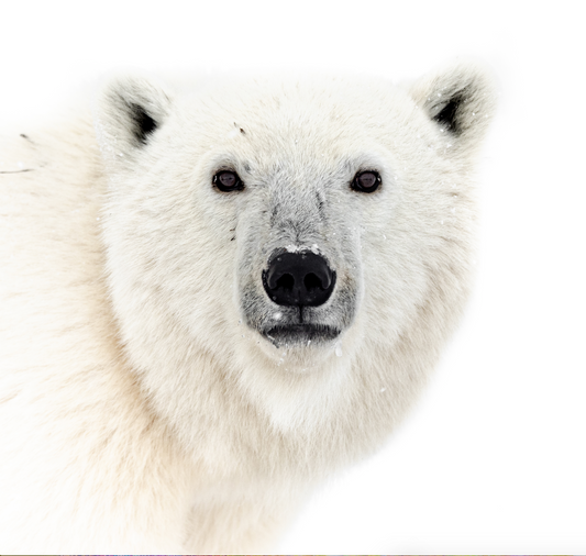 Polar Bear Portrait