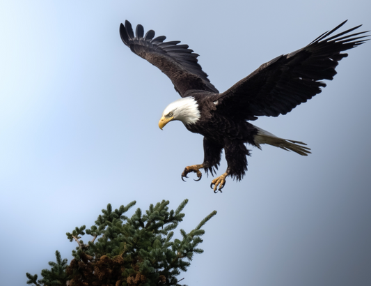 Eagle Landing