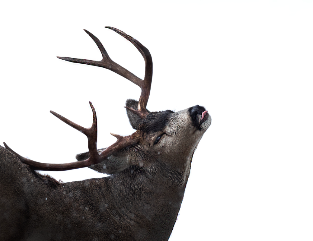 Deer in Snow