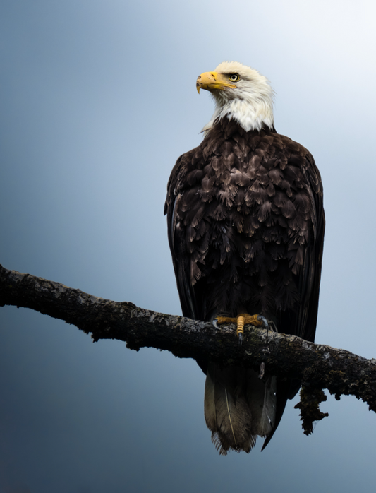 Eagle Perched