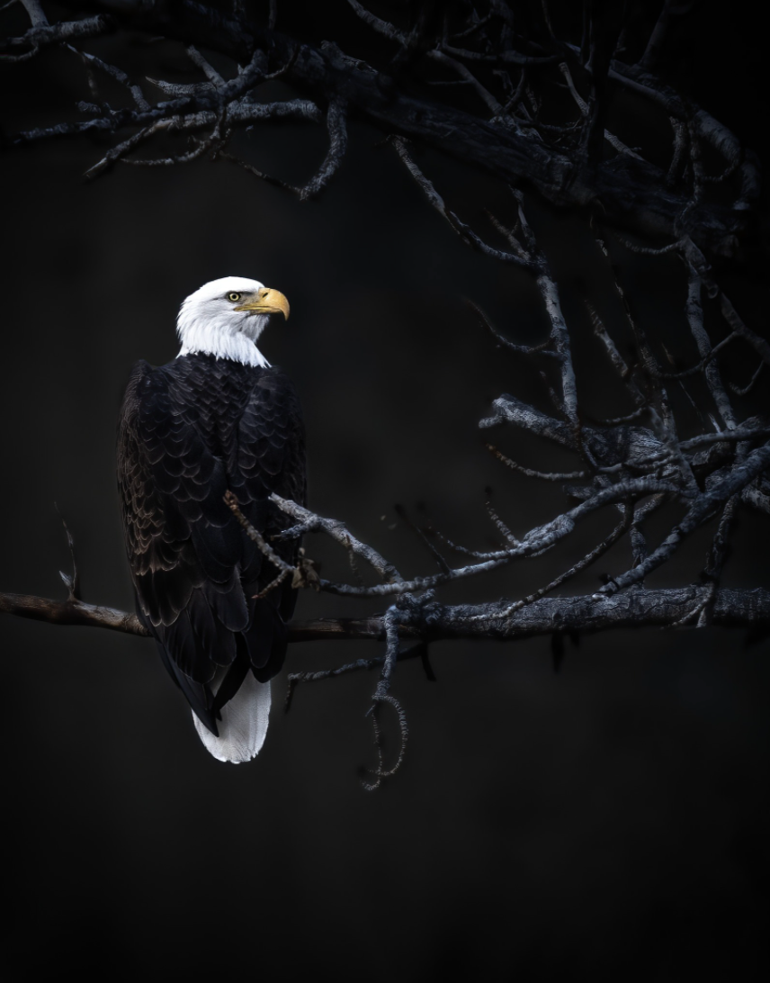 Eagle and Darkness