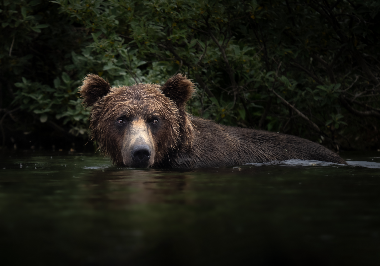 Wading Bear