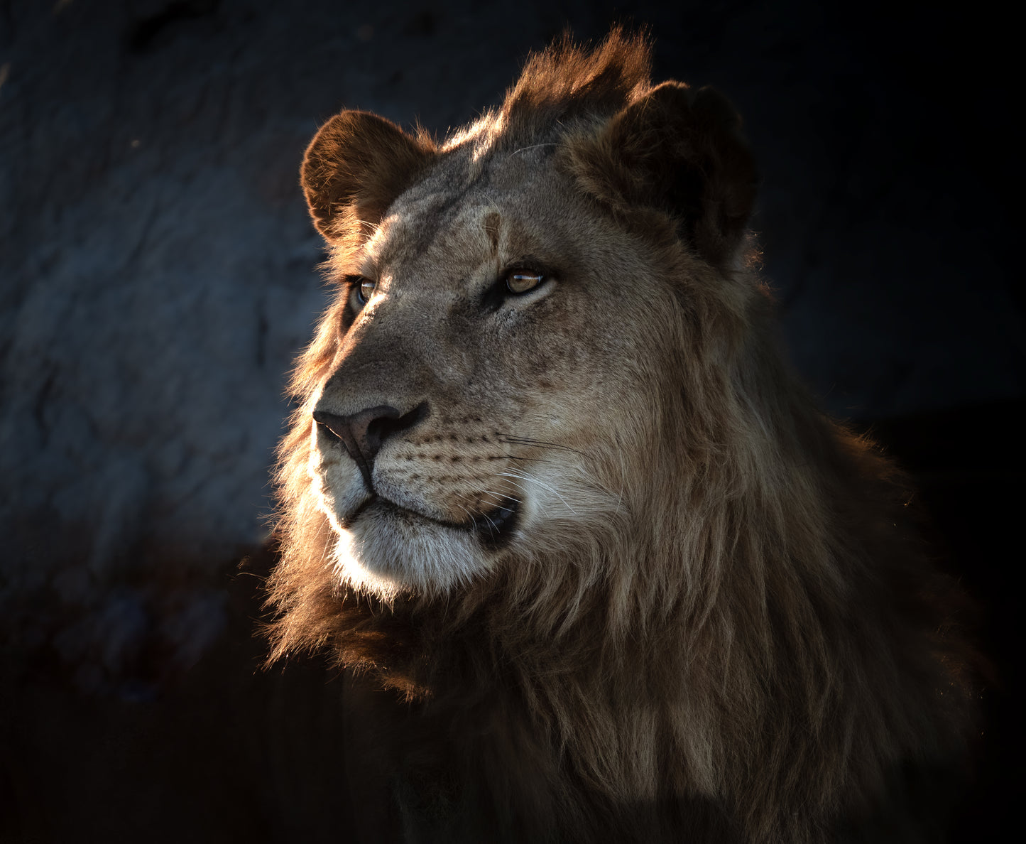 Blue Hour Lion