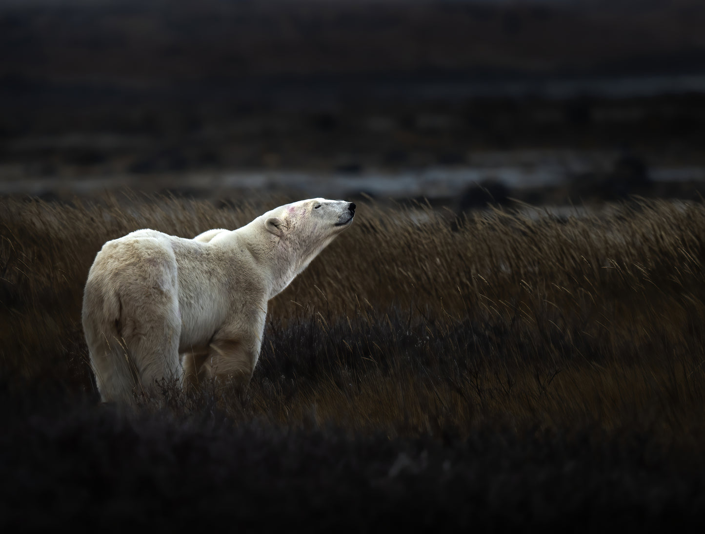 Fall in Churchill - Polar Bears, Culture, Landscape, and More