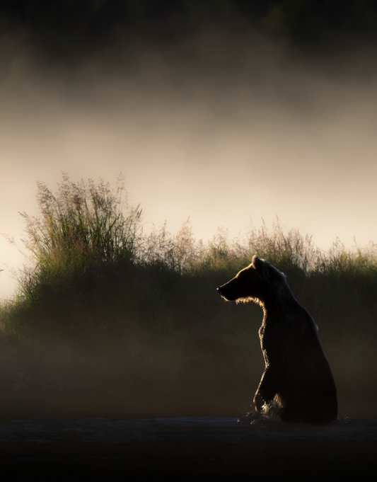 Foggy Bear